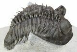 Tower-Eyed Erbenochile Trilobite - Ou Driss, Morocco #254076-2